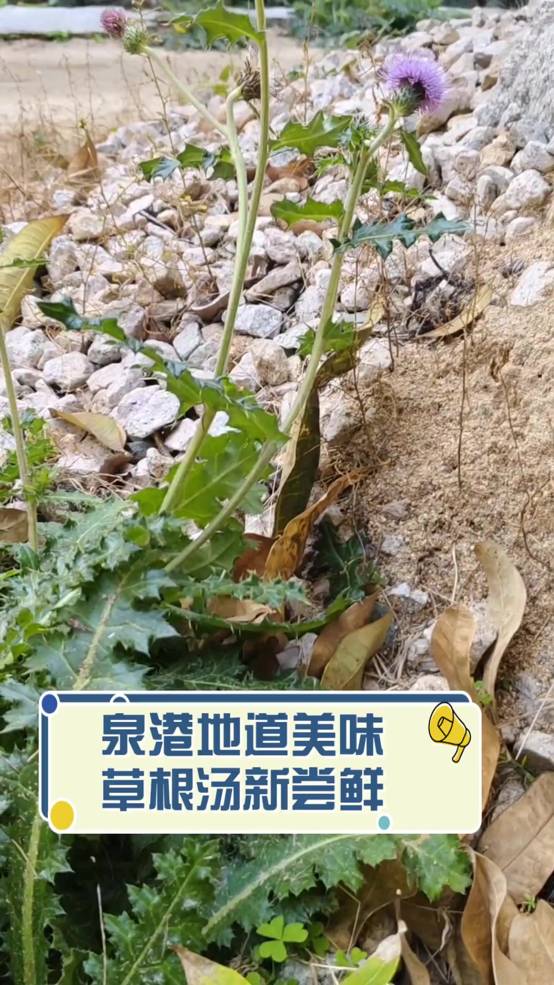 泉港地道美味,草根汤新尝鲜