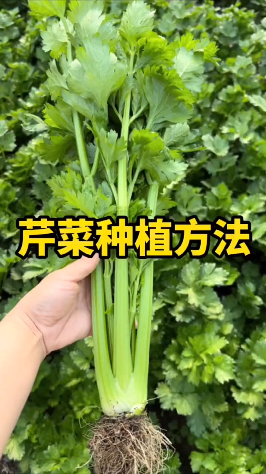 西芹种植方法