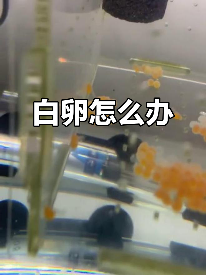 鱼卵孵化难题,白卵怎么处理?
