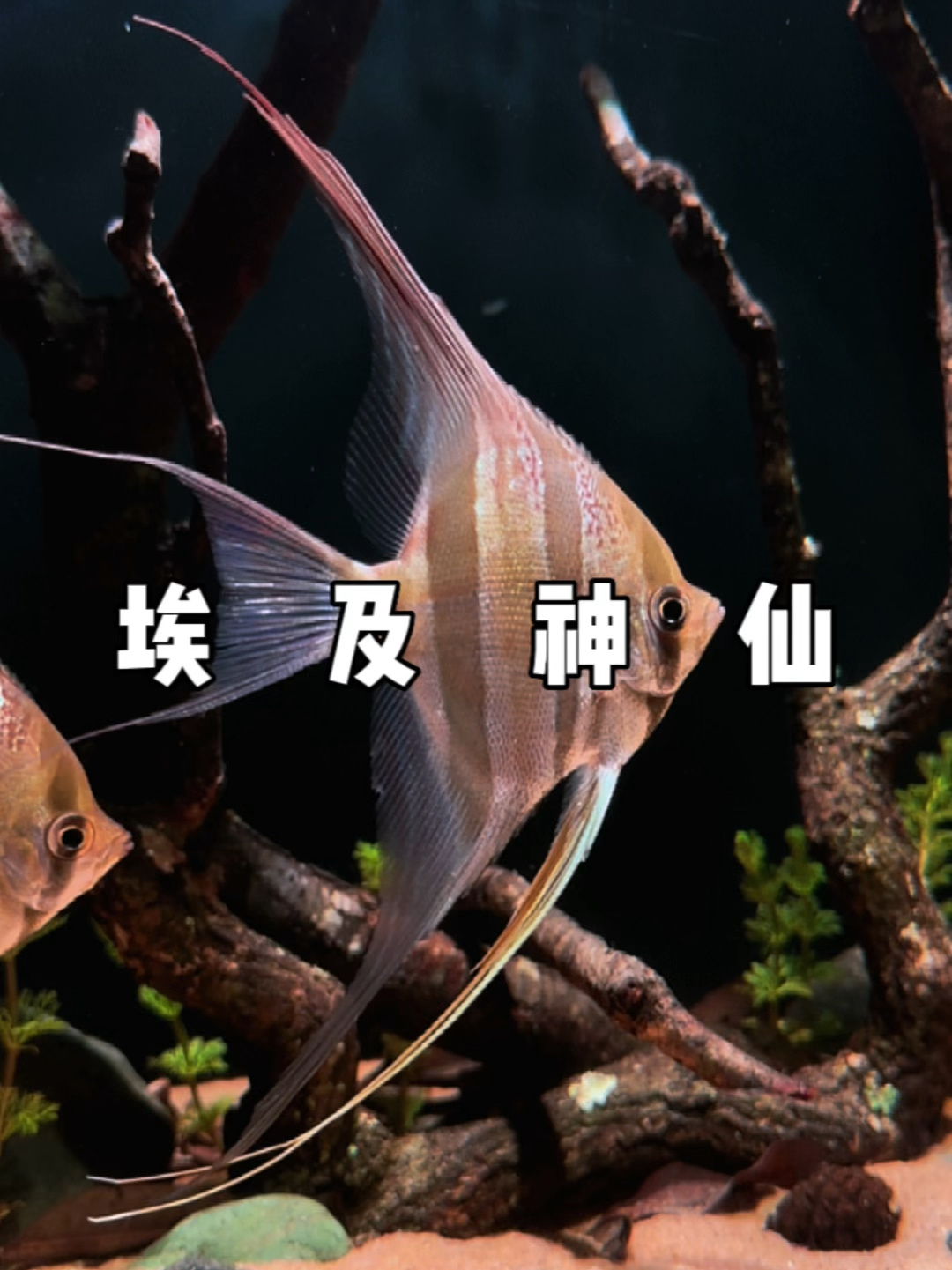 埃及神仙鱼