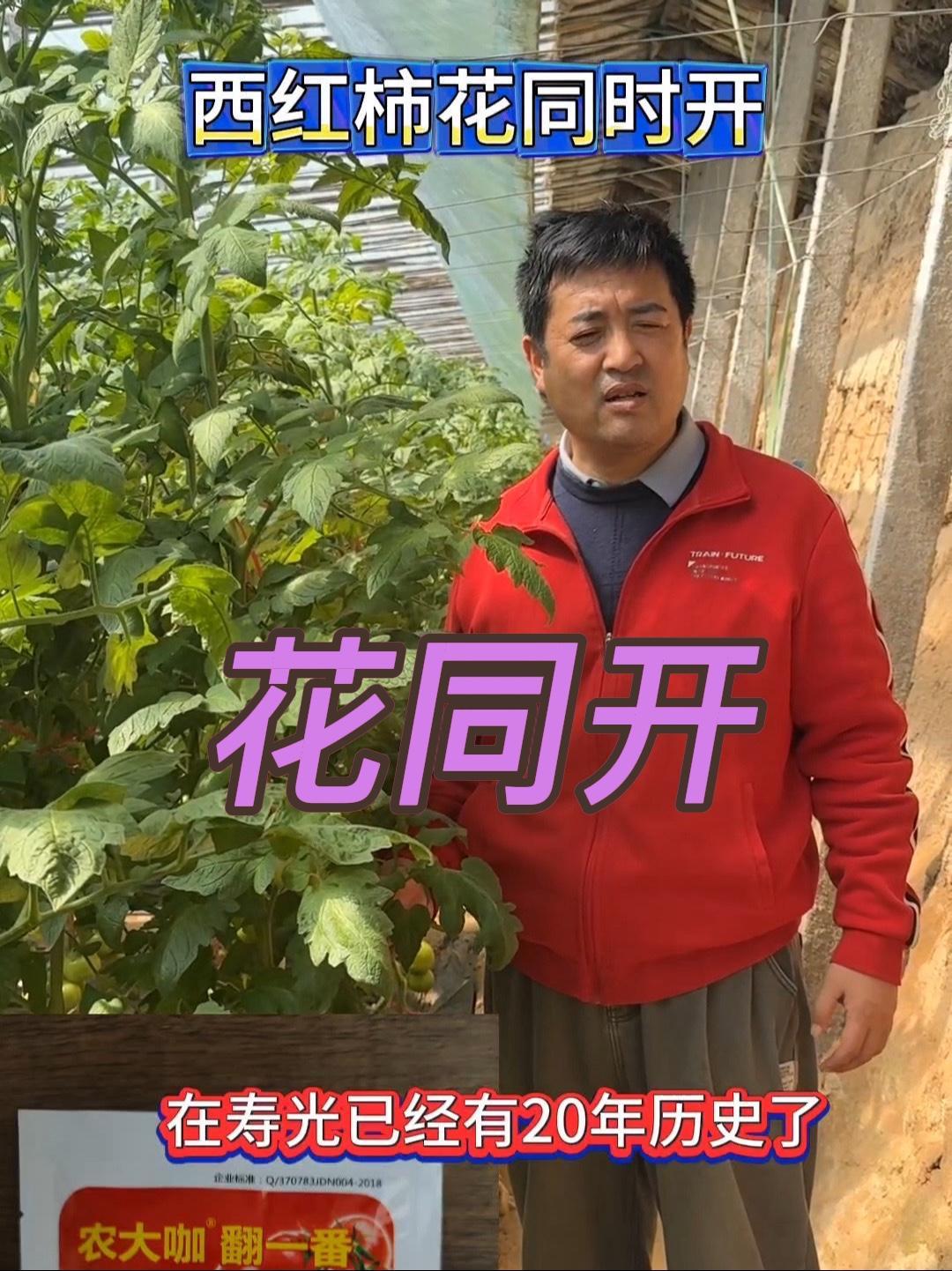 如何让番茄同时开花,很简单!蔬菜种植 蔬菜大棚 病虫害防治 农业技术推广 番茄种植