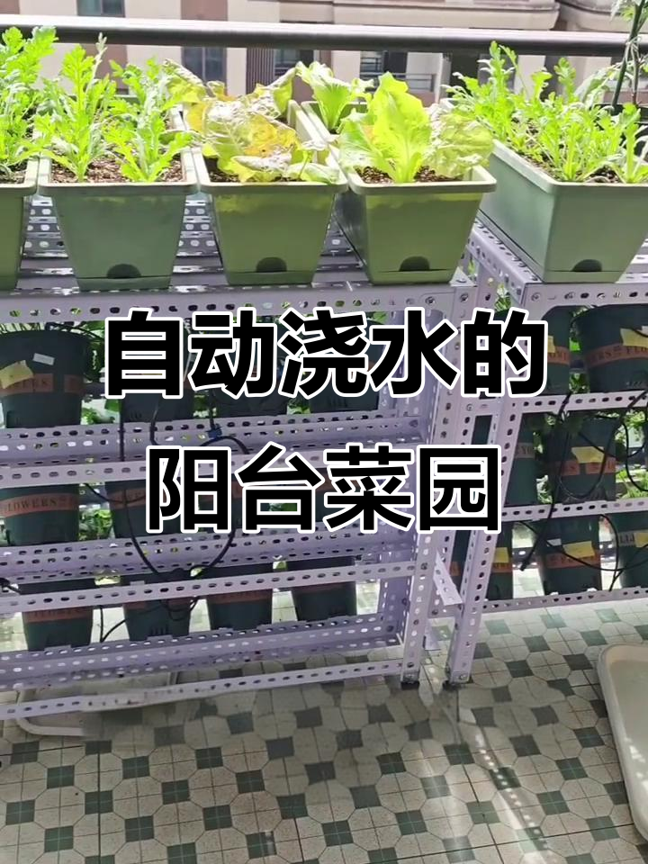 阳台立体种植的自动浇水系统,轻松解决高温下的灌溉问题