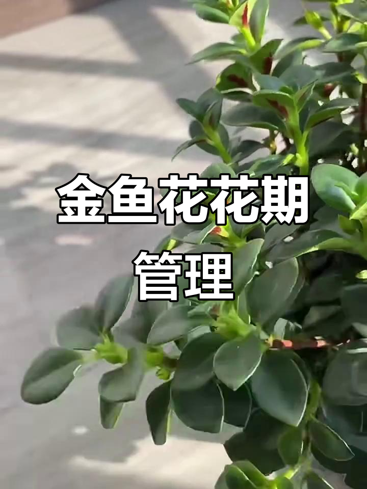 金鱼花吊兰养护全攻略:光照、浇水、修剪一步到位
