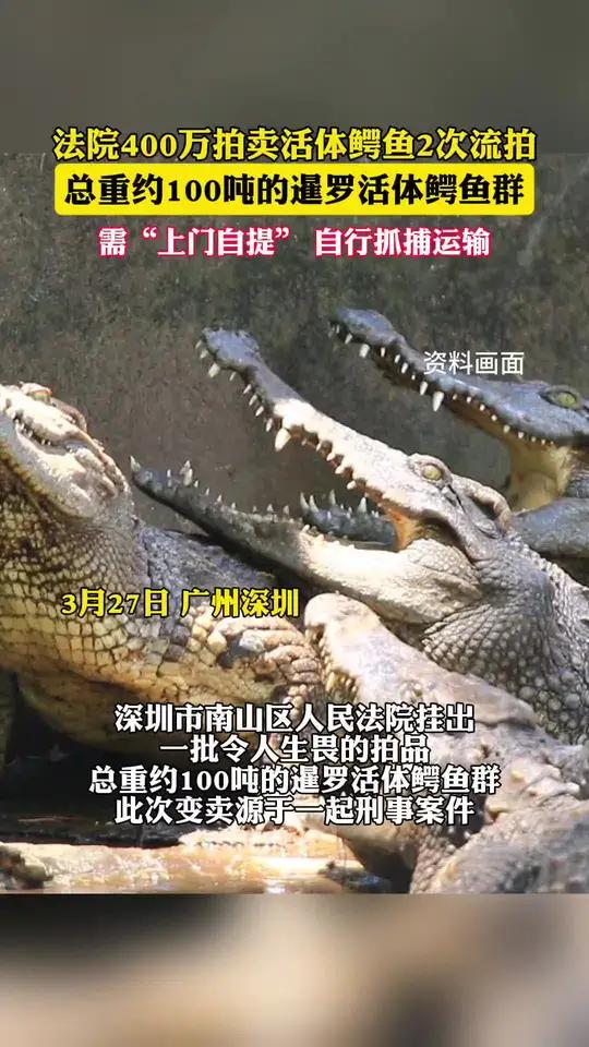 法院400万拍卖活体鳄鱼2次流拍(齐鲁晚报)