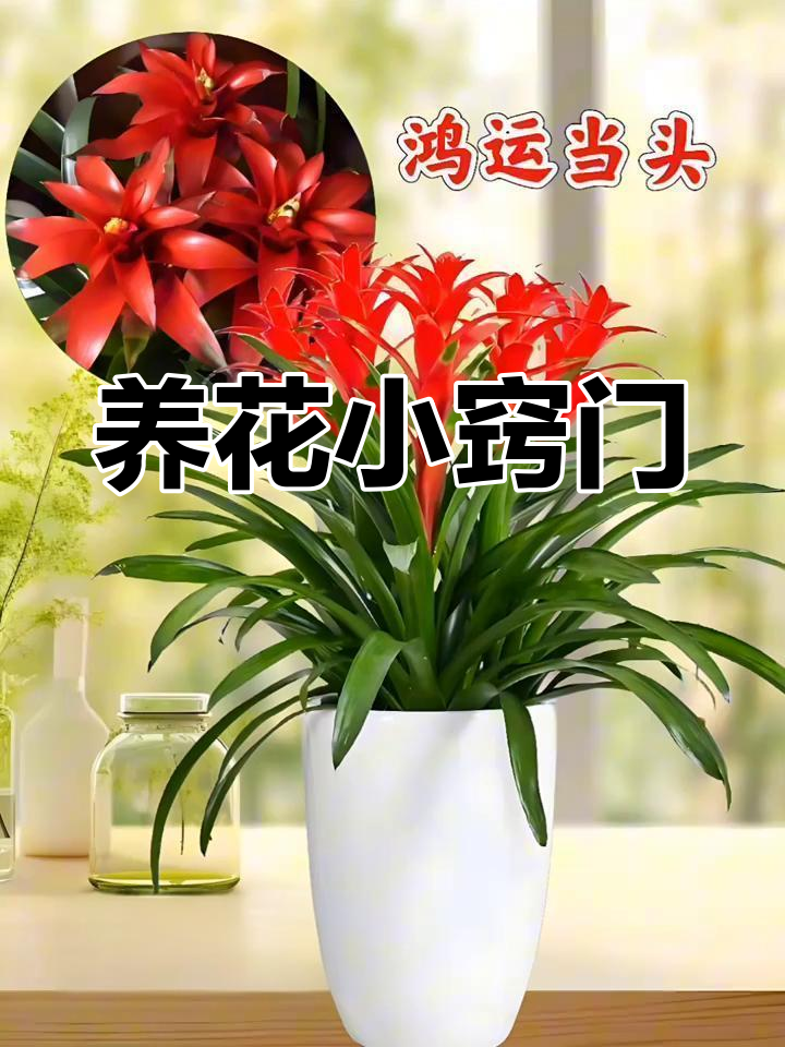 花卉绿植小技巧:鸿运当头,前程似锦