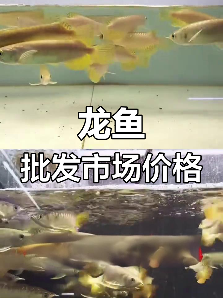 水族批发市场龙鱼价格大揭秘,超值精品等你挑