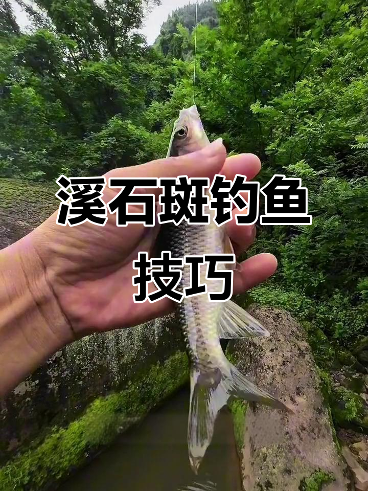 溪石斑钓法大揭秘,打窝技巧让你收获满满