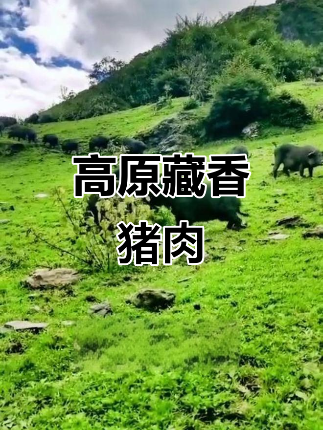 藏香猪:生长在海拔三千米的顶级美味,肉质细腻营养丰富