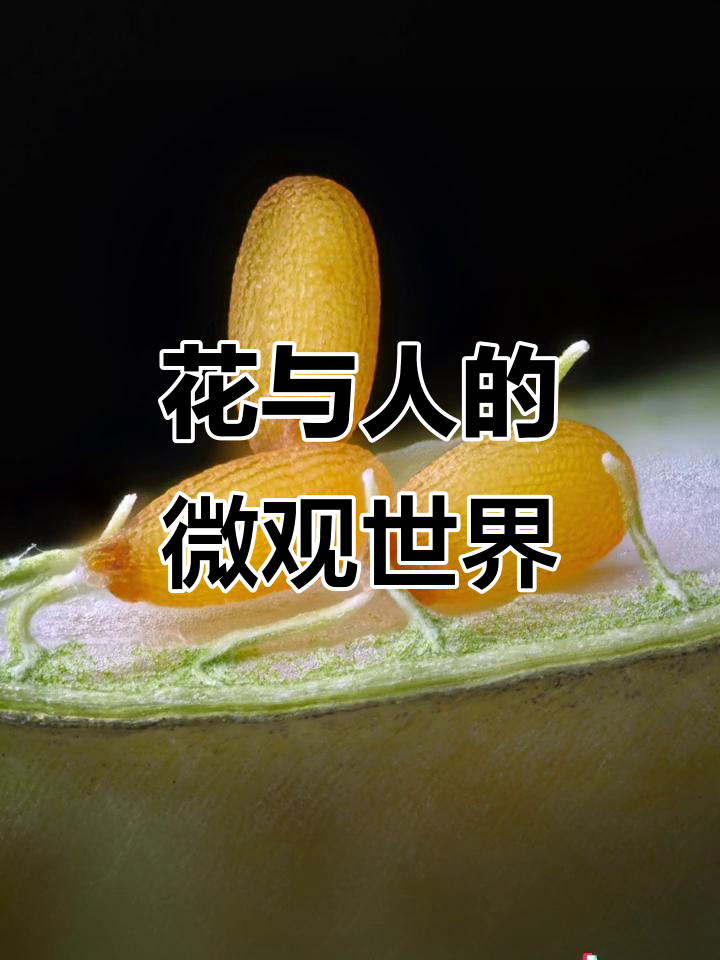 显微镜下看荠菜籽,花有重开日,人无再少年