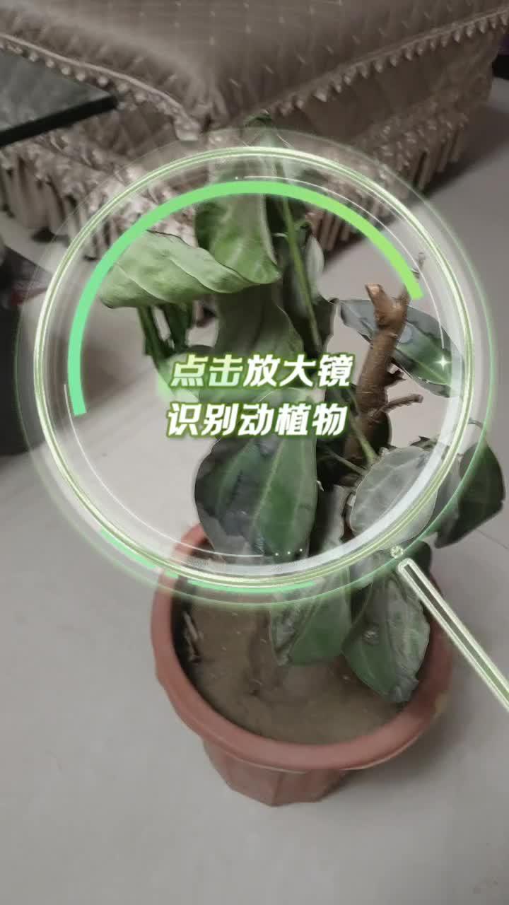 我的花花草草???????? 祝愿刷到视频的朋友都能发大财 祝大家2023年兔年大吉 成干菜了????