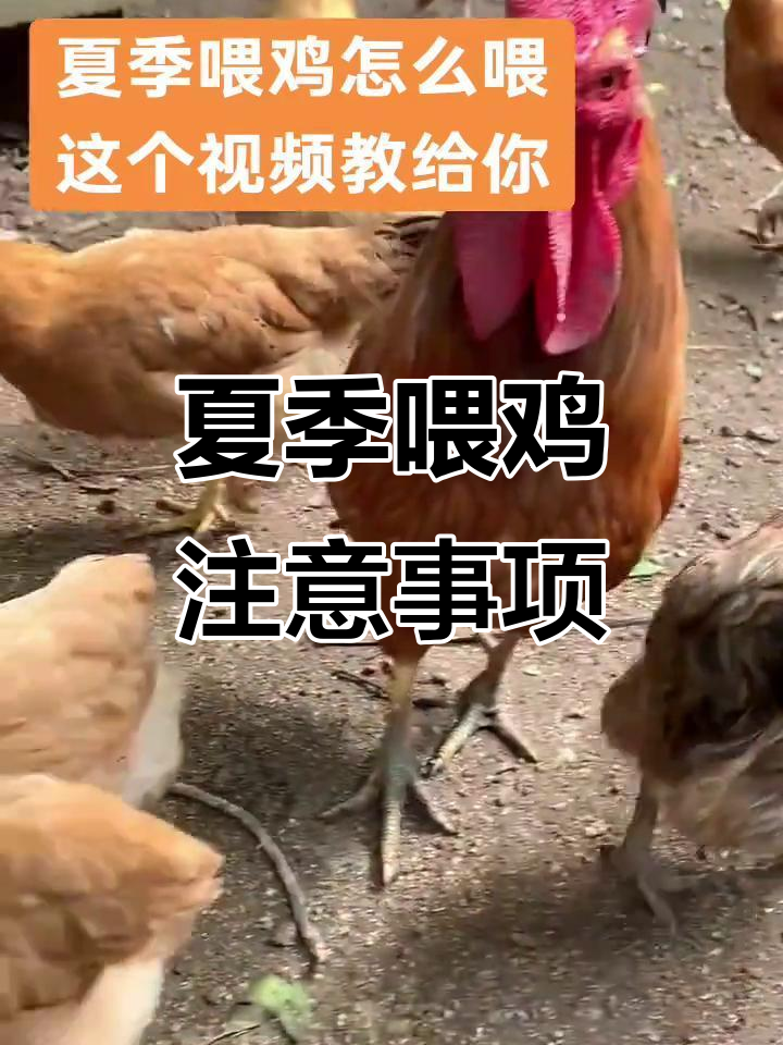 夏季养鸡技巧:如何正确喂饲料,避免高温影响