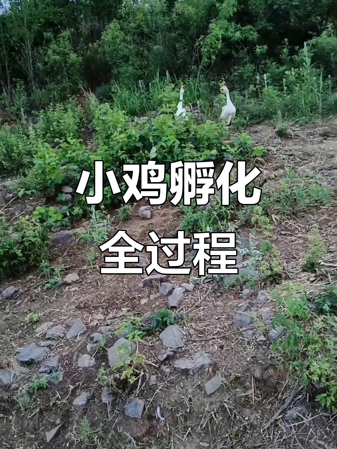 养殖生活大揭秘:从一窝到六窝,小鸡们的成长历程