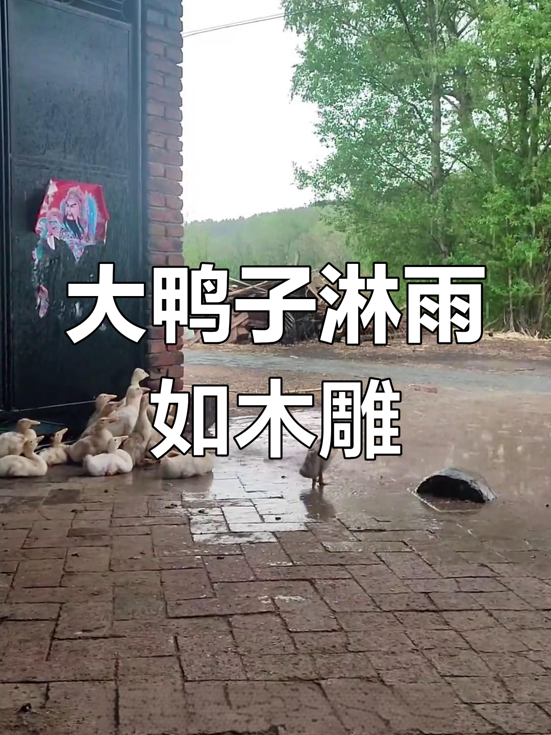 两只大鸭子淋雨不动,像木头一样呆萌可爱