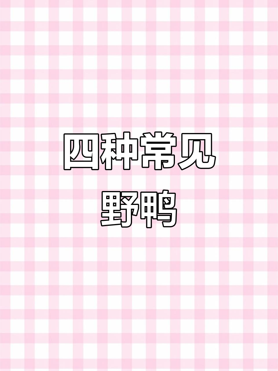 常见四种野鸭大揭秘，看看你认识几种？
