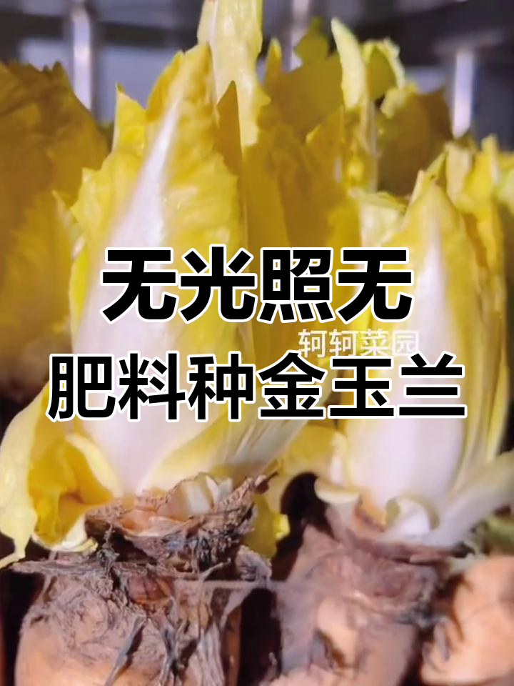 无需阳光施肥,只需浇水就能收获的菊苣菜