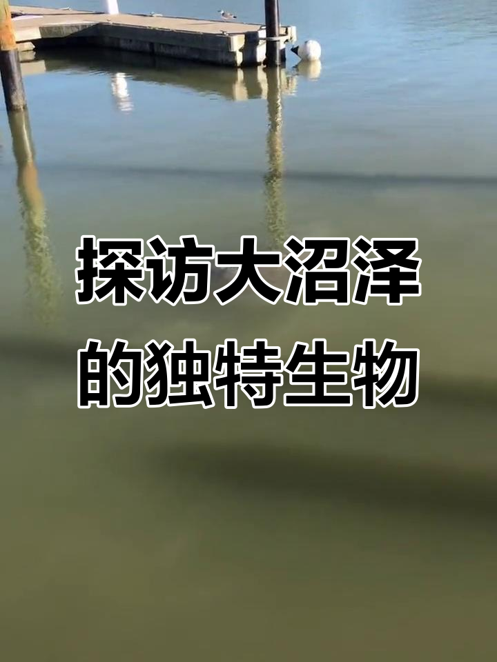 大沼泽动物大揭秘:鱼鹰、海鸥与可爱海牛