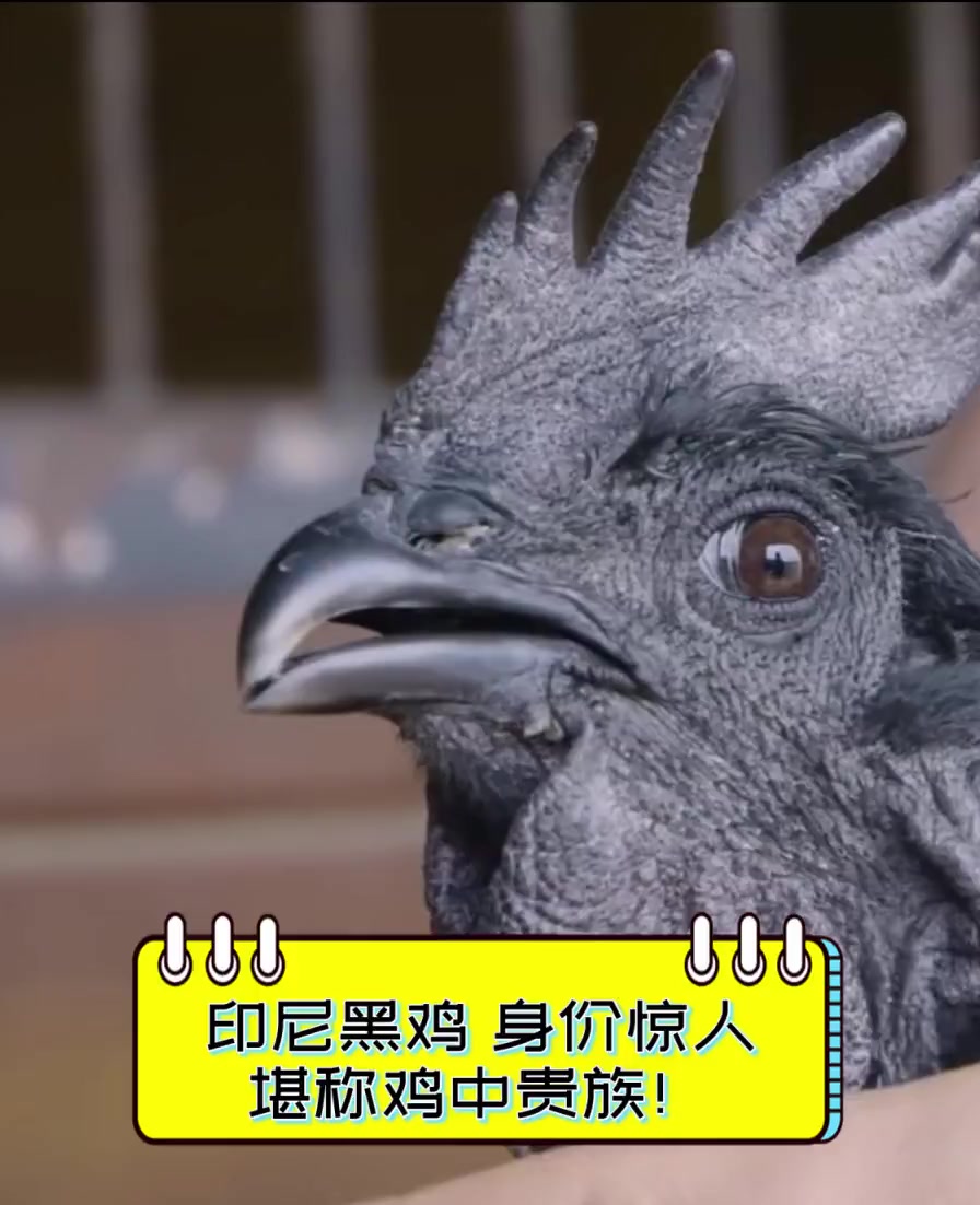 印尼黑鸡,身价惊人,堪称鸡中贵族!