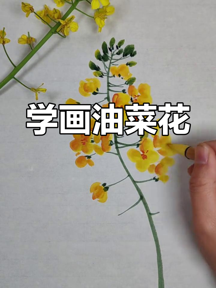 油菜花国画技巧:从花朵到枝梗,一步步教你画出栩栩如生的油菜