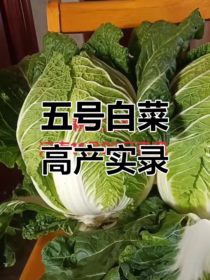 11月27日河南白菜耕田五号矮客型大丰收