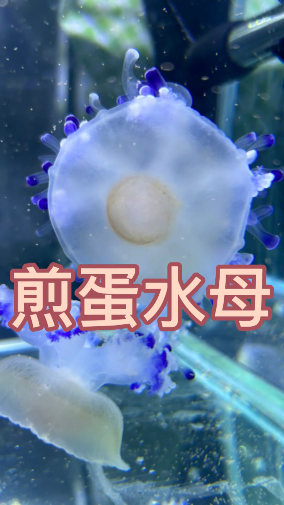 煎蛋水母|地中海的大煎蛋来了解了解吧