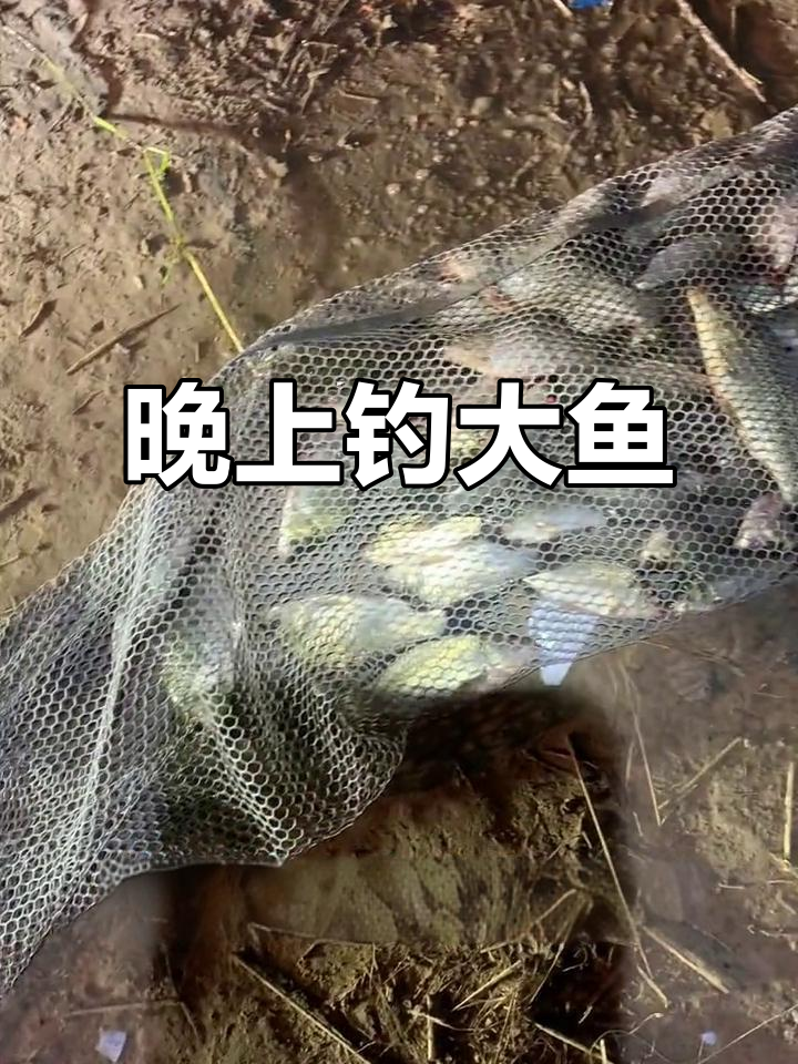 夜晚钓鱼,孤独又刺激!