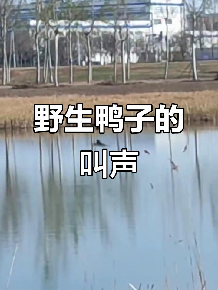 野鸭子叫声大揭秘,实拍鸟类鸣叫现场