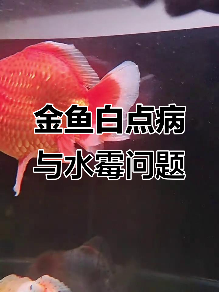 泰狮金鱼白点病治疗,背鳍发霉如何处理