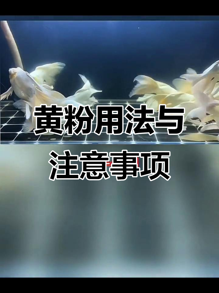 黄粉使用指南:如何正确治疗鱼病