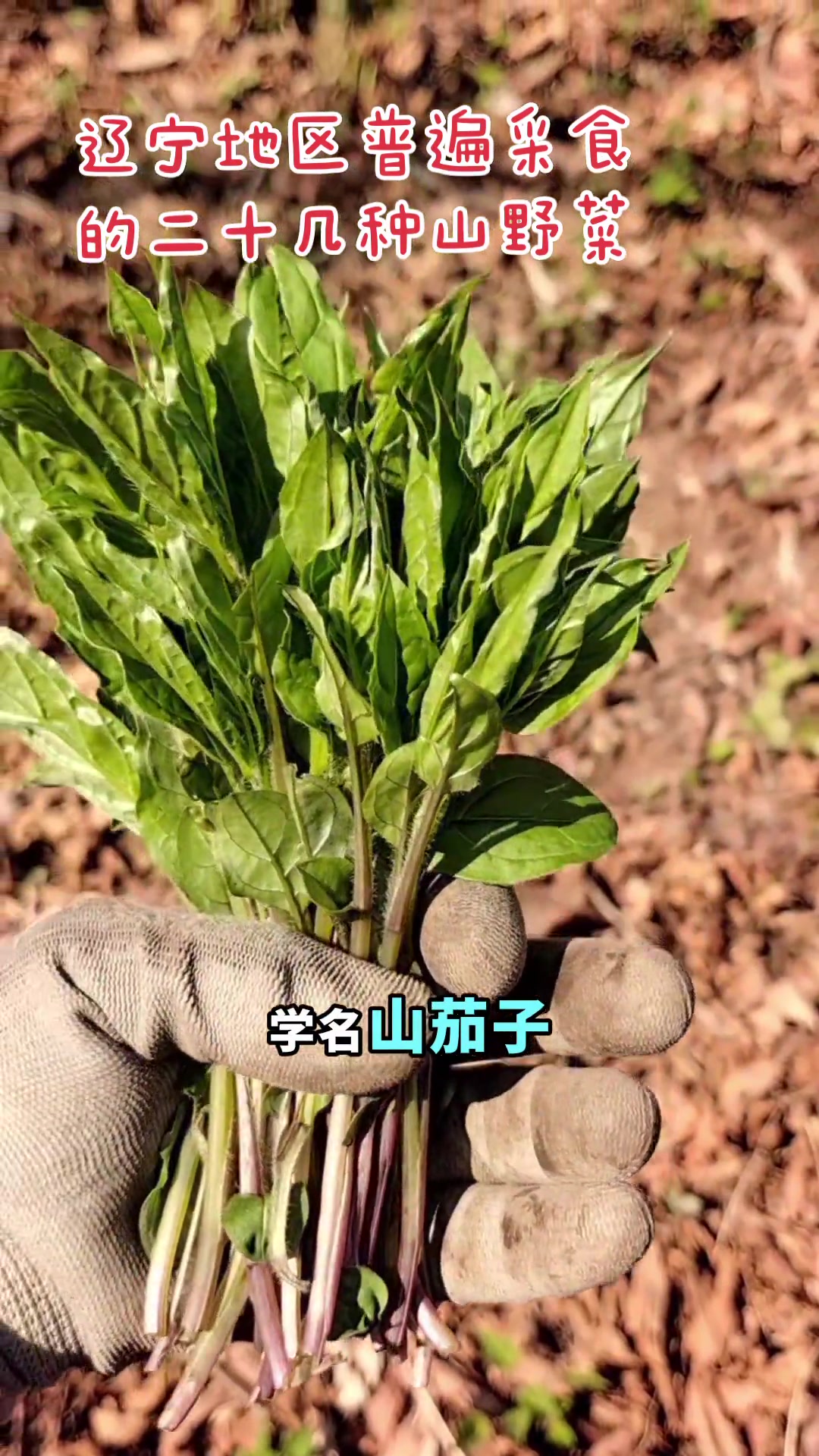 辽宁地区普遍采食的二十几种山野菜