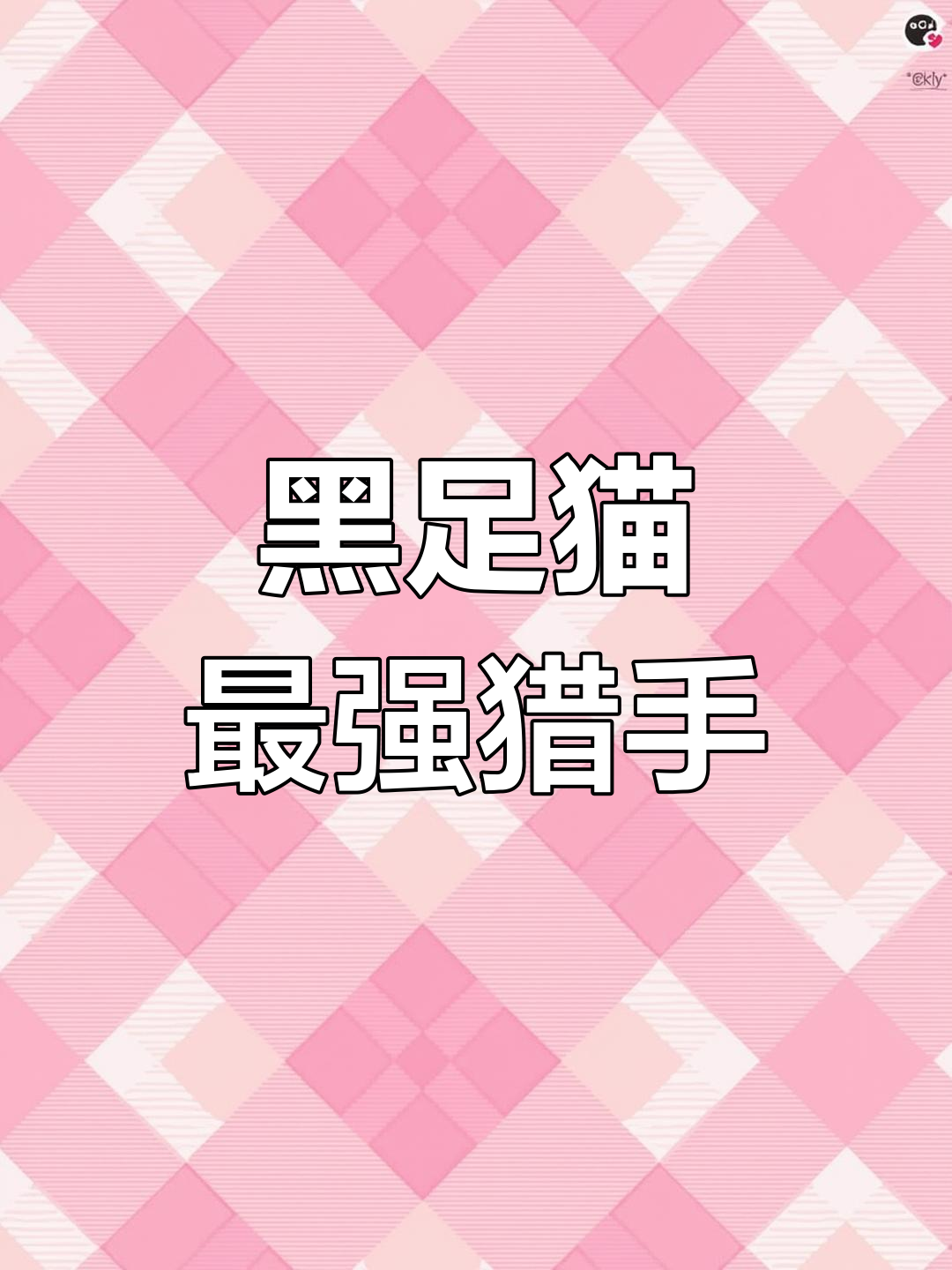 小小猫咪,竟是非洲最凶猛的食肉动物