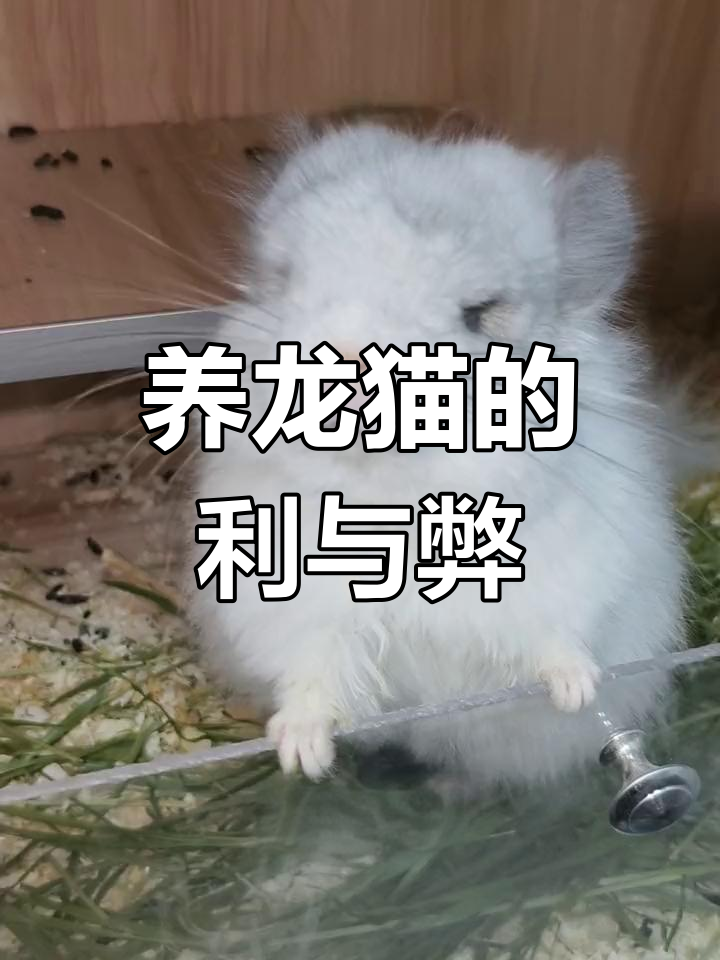 龙猫饲养全攻略:优缺点分析