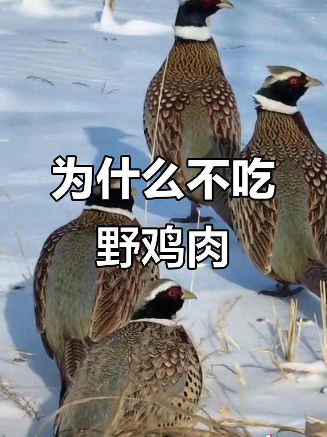 野鸡曾是美味，如今成保护动物，为何不抓来吃？