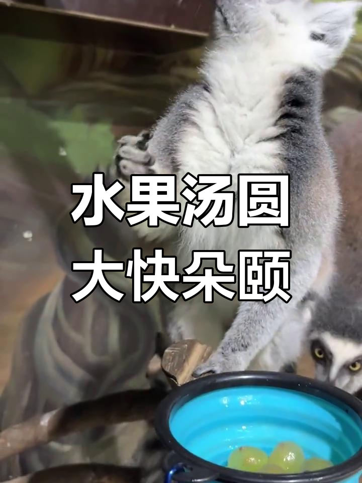 元宵节吃水果汤圆,动物也加入了“吃货”行列