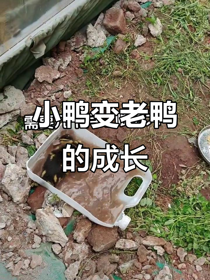 从小鸭子到老鸭,成长过程全纪录