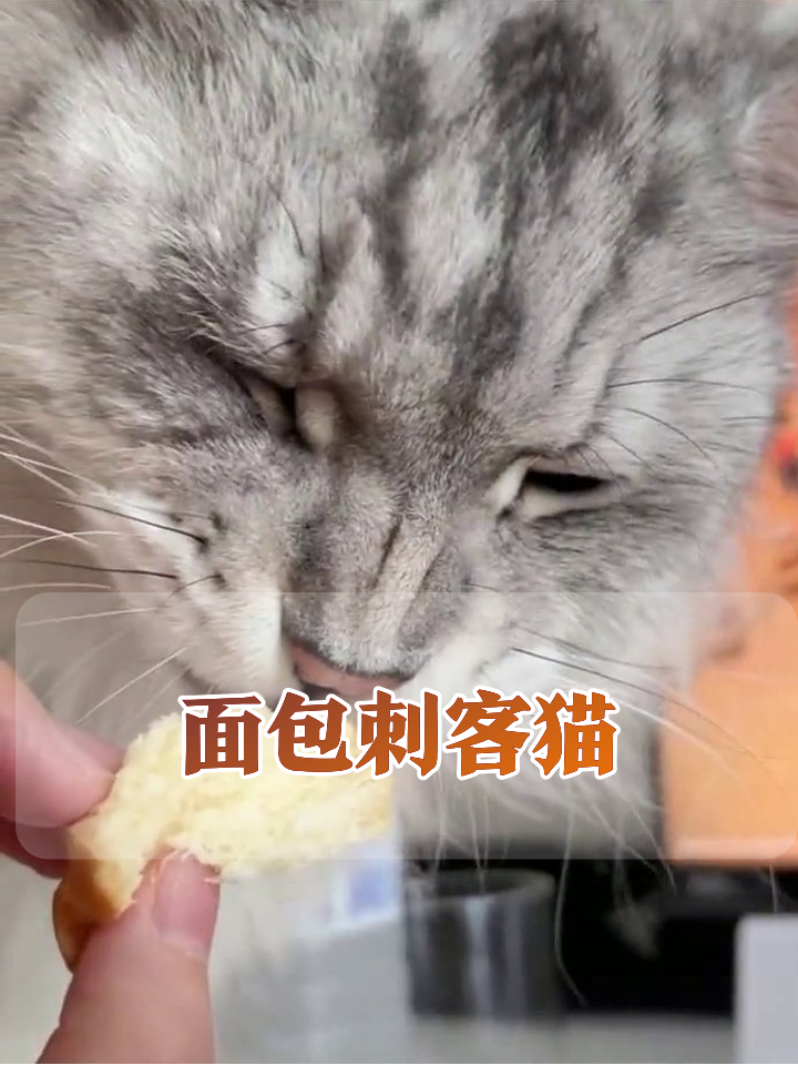 猫吃面包表情严肃如开会，下一秒啃到眯眼吐舌头太真实