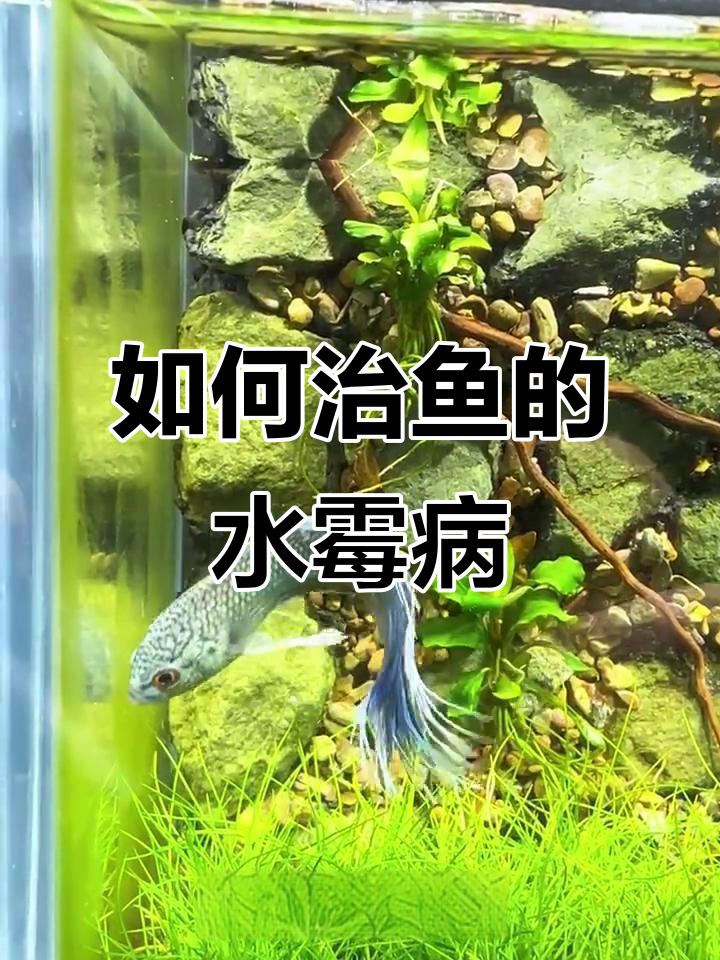 鱼得水霉病怎么办?快速治疗方法全攻略