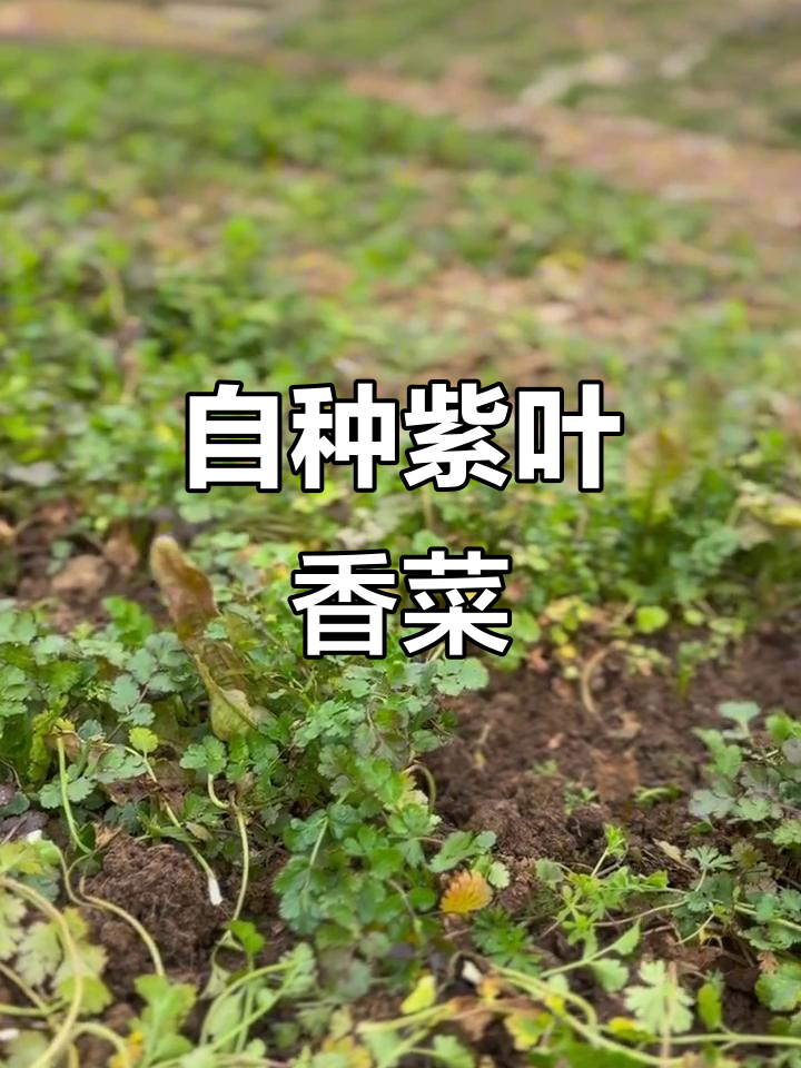 紫叶土香菜香气四溢,远闻扑鼻