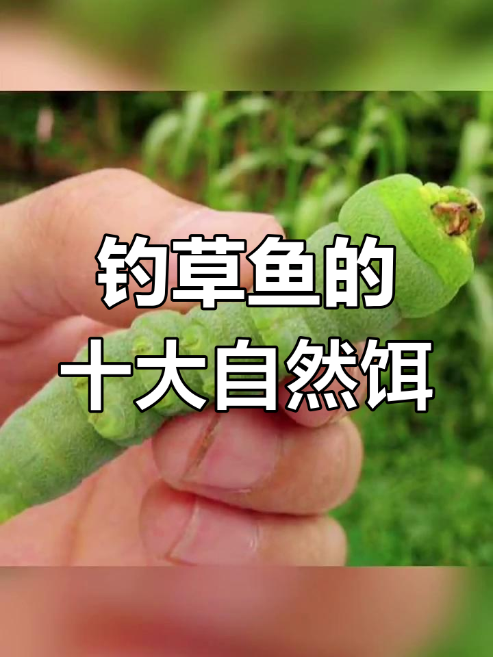 钓草鱼必备的10种天然饵料,轻松捕捉!