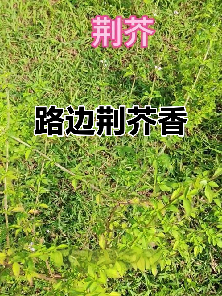 荆芥的香气弥漫,路边的野花别乱采