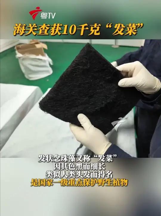 海关查获10千克“发菜”(来源:海关发布)