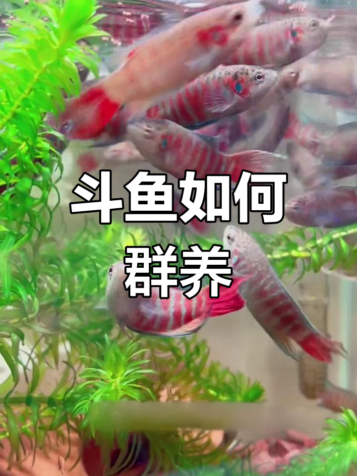 中国斗鱼群养技巧:避免打架的关键