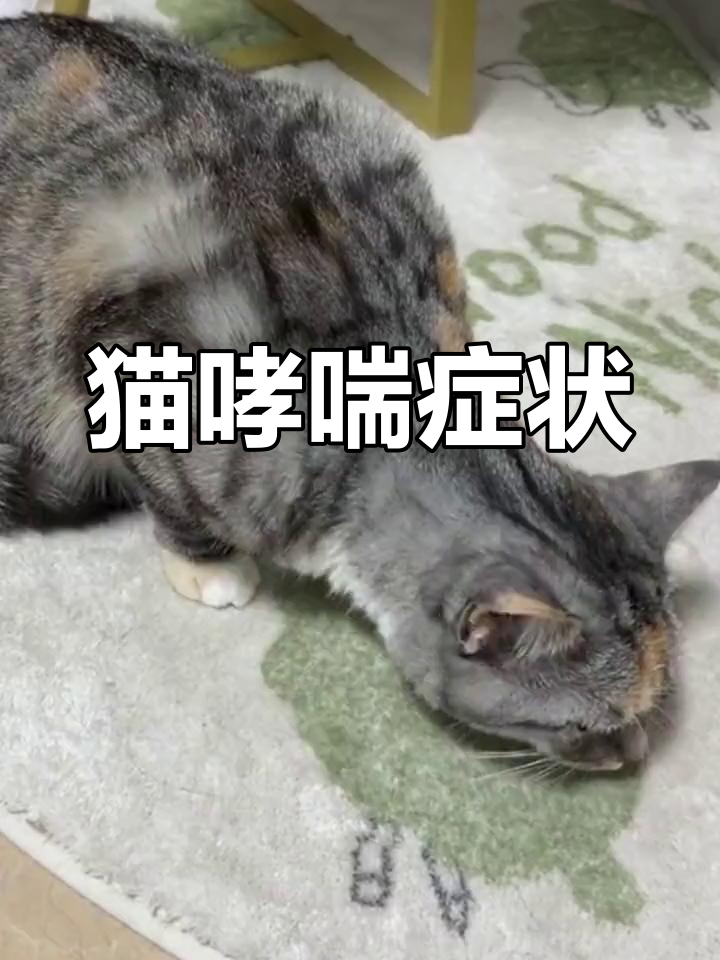 猫咪哮喘的早期信号:母鸡蹲与咳嗽