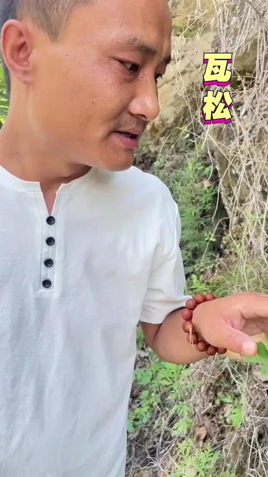 关于瓦松，有一首赞美它的诗，你知道吗