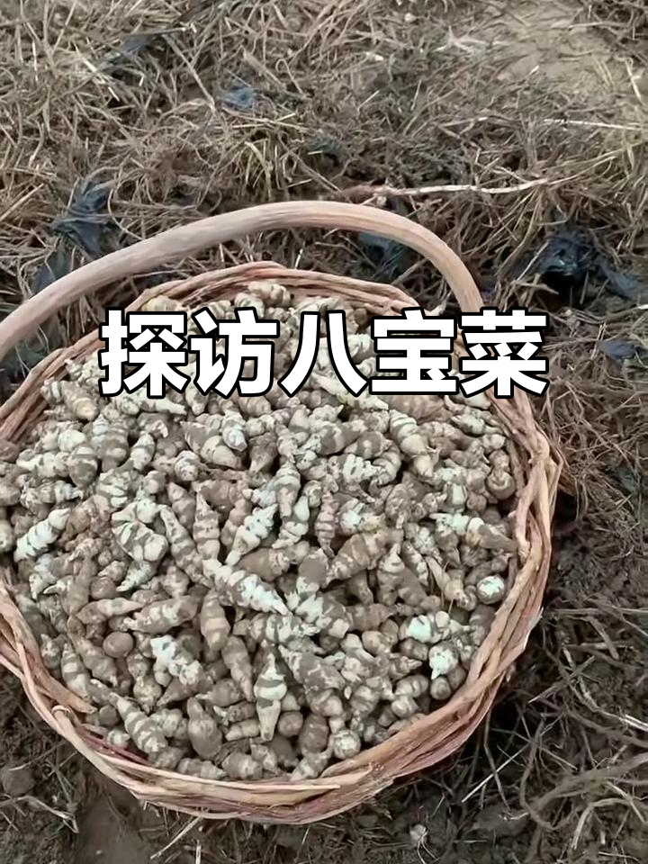 八宝菜大揭秘,咸菜的王者登场!