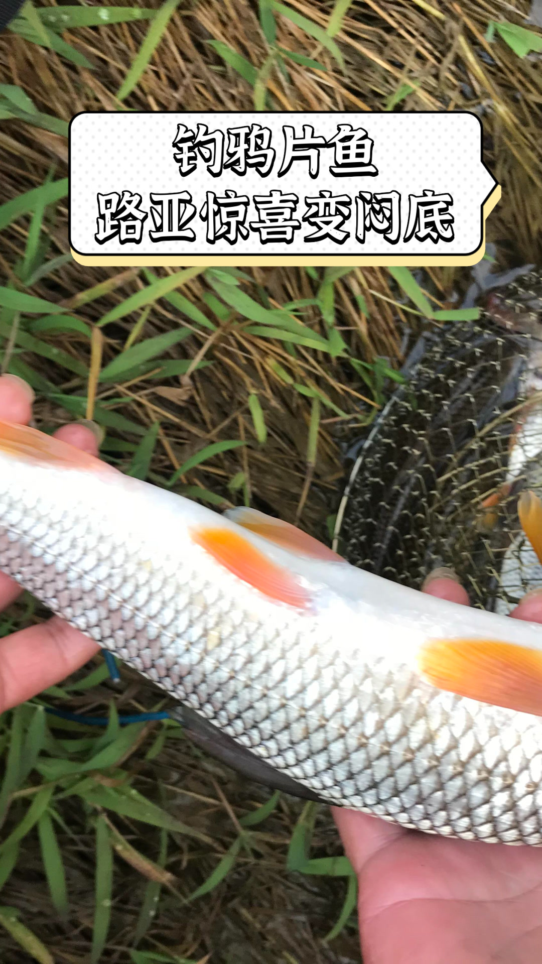 钓鸦片鱼路亚惊喜变闷底