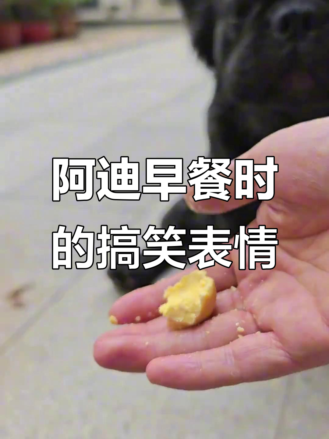 早餐时间阿迪的迷惑行为,不屑一顾的表情太搞笑了