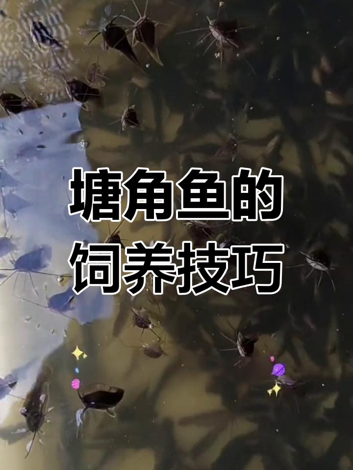 塘角鱼养殖技术:快速生长与饲料选择
