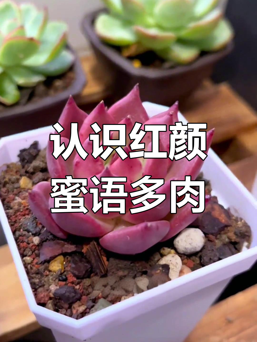 红颜蜜语多肉:美丽红色搭配白色方盆,轻松养护技巧