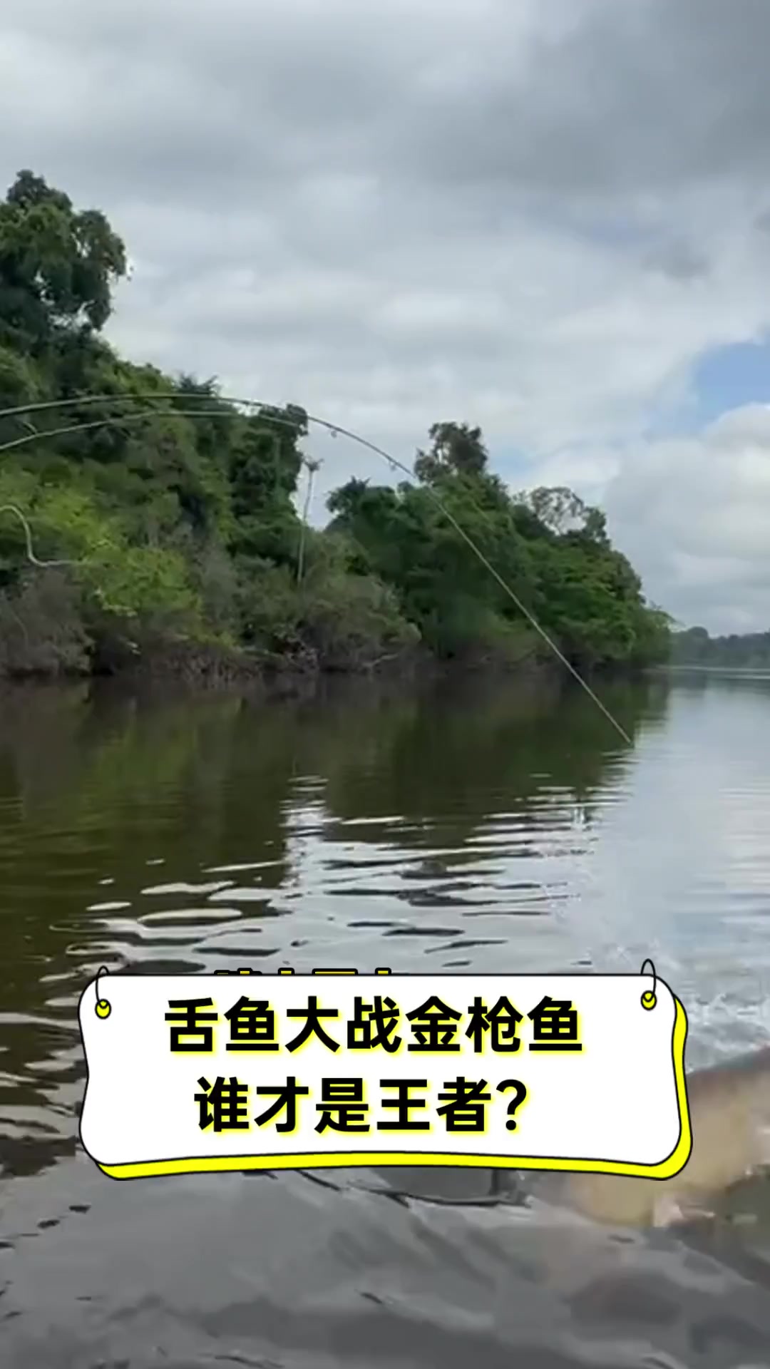 舌鱼大战金枪鱼,谁才是王者?