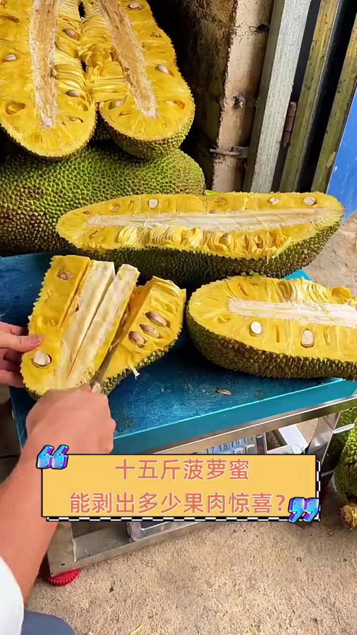 十五斤菠萝蜜,能剥出多少果肉惊喜?